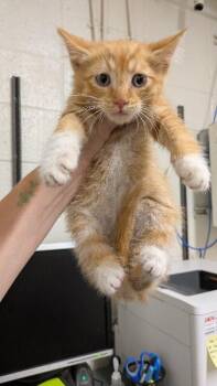 Dunk Tank -  Domestic Short Hair Cat for Adoption in Fruit Heights, Utah - Dunk Tank | PetCurious