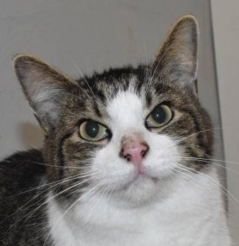 Rescue Domestic Short Hair Cats for Adoption in Springfield, Ohio - Rory | PetCurious