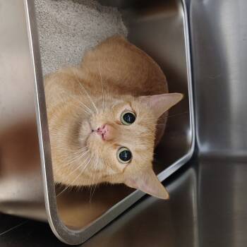 Rescue Domestic Short Hair Cats for Adoption in Springtown, Texas - Mr.Kitty | PetCurious