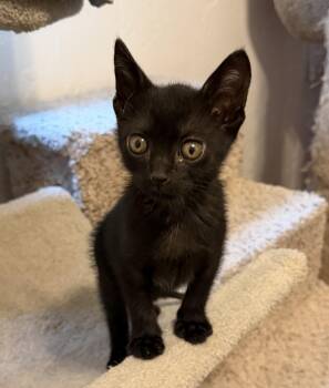 Willow -  Domestic Short Hair Cat for Adoption in Gainesville, Florida - Willow | PetCurious
