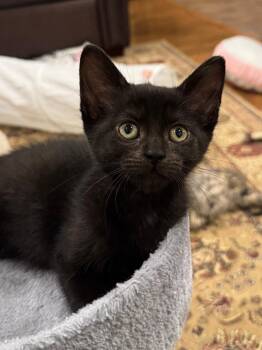 Alice bonded with Jacob -  Domestic Short Hair Cat for Adoption in Hamilton, Ontario - Alice Bonded With Jacob | PetCurious