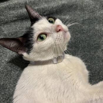 Hope -  Domestic Short Hair Cat for Adoption in Liverpool, Texas - Hope | PetCurious