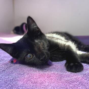 Domestic Short Hair Cats Available for Adoption in Newark, New Jersey - Lasagna | PetCurious