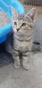 Bubbles -  Domestic Short Hair Cat for Adoption in Murray, Kentucky - Bubbles | PetCurious