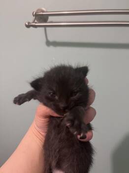Domestic Short Hair Cats Available for Adoption in Dayton, Minnesota - Morello | PetCurious