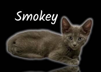 Smokey -  Domestic Short Hair Cat for Adoption in Auburn, California - Smokey | PetCurious
