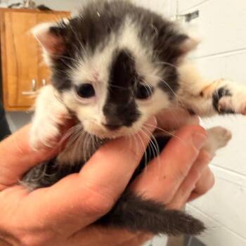Joel -  Domestic Short Hair Cat for Adoption in Evensville, Tennessee - Joel | PetCurious