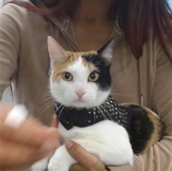 Domestic Short Hair Cats Available for Adoption in Oklahoma City, Oklahoma - A473775 | PetCurious