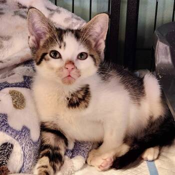 Rescue Domestic Short Hair Cats for Adoption in Chicago, Illinois - Barnie | PetCurious