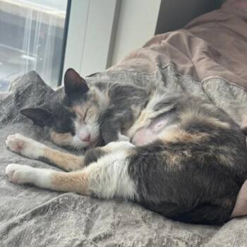 Patches -  Domestic Short Hair Cat for Adoption in Chicago, Illinois - Patches | PetCurious
