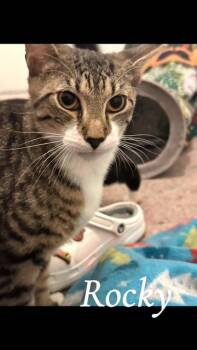 Rescue Domestic Short Hair Cats for Adoption in Bellmawr, New Jersey - Rocky | PetCurious