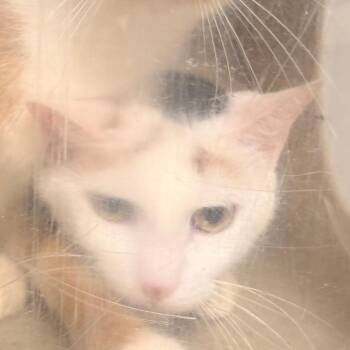 kali -  Domestic Short Hair Cat for Adoption in Philadelphia, Pennsylvania - Kali | PetCurious