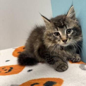 Puddles -  Domestic Long Hair and Domestic Short Hair Cat for Adoption in Janesville, Wisconsin - Puddles | PetCurious