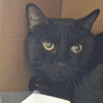 Spooky -  Domestic Medium Hair Cat for Adoption in Ballston Spa, New York - Spooky | PetCurious
