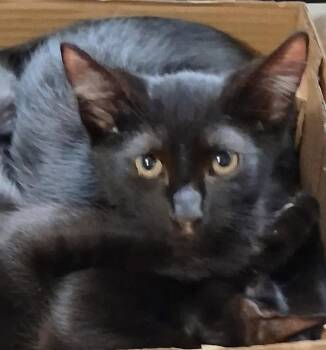 Tostada -  Domestic Short Hair Cat for Adoption in Oviedo, Florida - Tostada | PetCurious