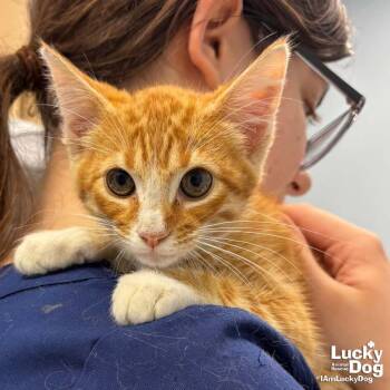 Elvis -  Domestic Short Hair Cat for Adoption in Washington, District Of Columbia - Elvis | PetCurious