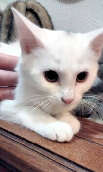 Rescue Domestic Short Hair Cats for Adoption in Rowlett, Texas - Casper | PetCurious