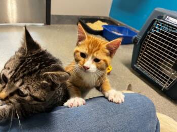 Chama -  Domestic Short Hair Cat for Adoption in Fort Collins, Colorado - Chama | PetCurious