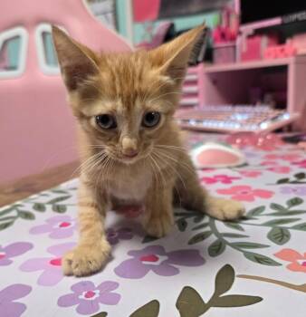 Parakeet -  Domestic Short Hair Cat for Adoption in Rockport, Texas - Parakeet | PetCurious