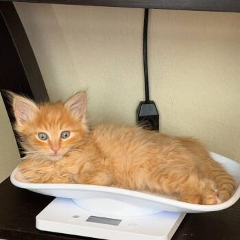 Domestic Long Hair Cats Available for Adoption in Las Vegas, Nevada - Bosley | PetCurious