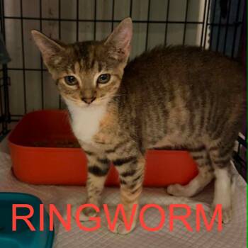 Roadhouse -  Domestic Short Hair Cat for Adoption in Stephenville, Texas - Roadhouse | PetCurious