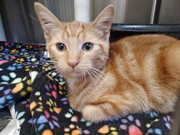 Rescue Domestic Short Hair Cats for Adoption in Wahpeton, North Dakota - Sunkist | PetCurious