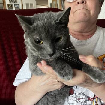 Dorian -  Domestic Short Hair Cat for Adoption in Franklin, Tennessee - Dorian | PetCurious