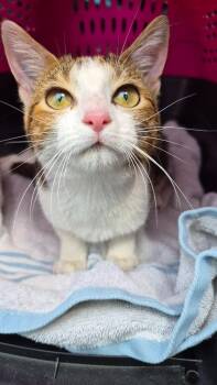 Domestic Short Hair Cats Available for Adoption in Hopkinsville, Kentucky - Ginny Garrett | PetCurious