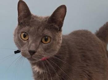 Sho Biz -  Domestic Short Hair Cat for Adoption in Woodbury, Minnesota - Sho Biz | PetCurious