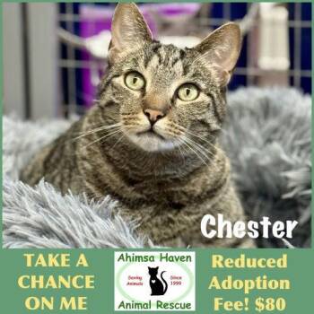 Chester -  Domestic Short Hair and Tabby Cat for Adoption in Winchendon, Massachusetts - Chester | PetCurious