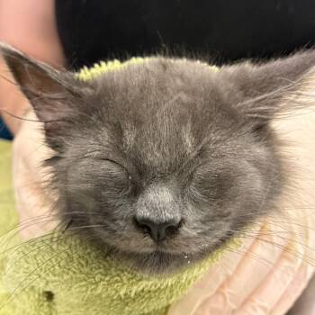Mel -  Domestic Medium Hair Cat for Adoption in Newark, New Jersey - Mel | PetCurious