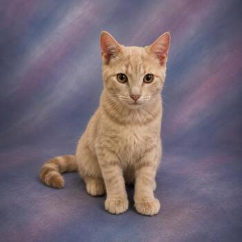 Bean -  Domestic Short Hair Cat for Adoption in Springfield, Ohio - Bean | PetCurious