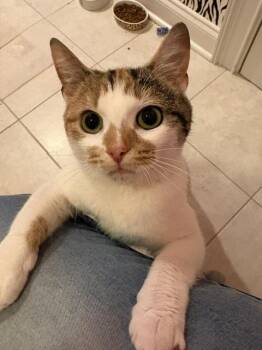 CP - NC MARMALADE -  Domestic Short Hair Cat for Adoption in Hazlet, New Jersey - CP - NC MARMALADE | PetCurious