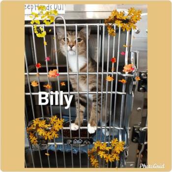 Domestic Short Hair and Russian Blue Cats Available for Adoption in Rossville, Georgia - Billy-Whiskey | PetCurious