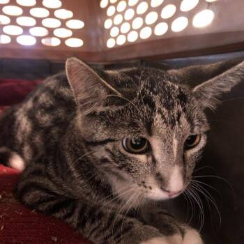 Anise -  Domestic Short Hair Cat for Adoption in Brentwood, Missouri - Anise | PetCurious