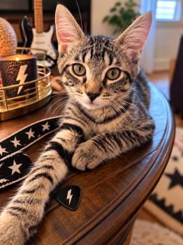 Zeppelin -  Domestic Medium Hair Cat for Adoption in St. Augustine, Florida - Zeppelin | PetCurious