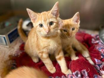 Rescue Domestic Short Hair Cats for Adoption in Fort Wayne, Indiana - JOANIE | PetCurious