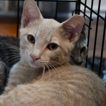 Pancake -  Domestic Short Hair Cat for Adoption in Aspinwall, Pennsylvania - Pancake | PetCurious