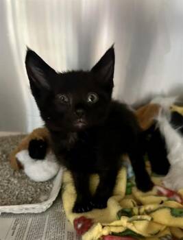 RICKIE FLAME -  Domestic Short Hair Cat for Adoption in Riverside, California - RICKIE FLAME | PetCurious