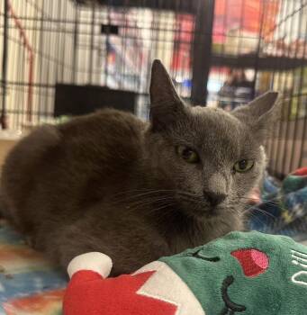 Russian Blue Cats Available for Adoption in Deltona, Florida - Celeste | PetCurious