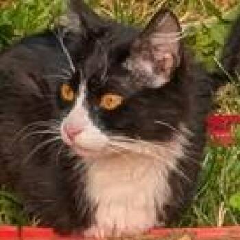 Kalyna Drive -  Domestic Medium Hair Cat for Adoption in Chilliwack, British Columbia - Kalyna Drive | PetCurious