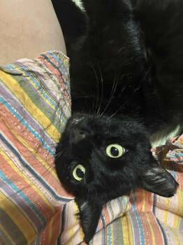 Nero -  Domestic Short Hair Cat for Adoption in Los Angeles, California - Nero | PetCurious