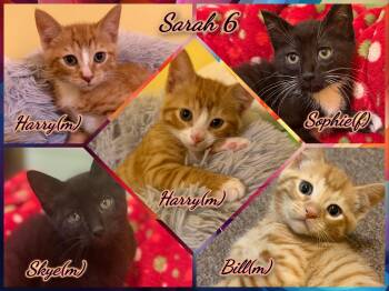 Domestic Short Hair Cats Available for Adoption in Corinth, New York - Sarah 6 | PetCurious