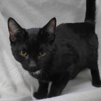 Domestic Short Hair Cats Available for Adoption - Tobie | PetCurious