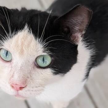 Cedar -  Domestic Short Hair Cat for Adoption in Wilmington, North Carolina - Cedar | PetCurious