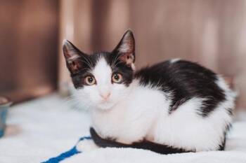 93229a Larry -  Domestic Short Hair Cat for Adoption in North Charleston, South Carolina - 93229a Larry | PetCurious