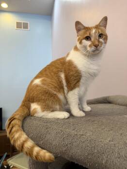 Ducky(cat cafe) -  Domestic Short Hair Cat for Adoption in West Lafayette, Indiana - Ducky(cat Cafe) | PetCurious