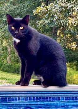 Tippy -  Domestic Short Hair Cat for Adoption in Cromwell, Kentucky - Tippy | PetCurious