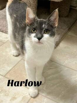 Rescue Domestic Short Hair Cats for Adoption in Warrington, Pennsylvania - Harlow | PetCurious