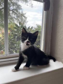 Domestic Short Hair Cats Available for Adoption in Killeen, Texas - NINA | PetCurious